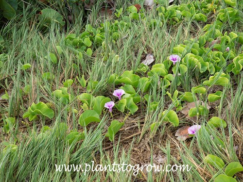 Beach Morning Glory (Ipomoea pes-caprae brasiliensis)